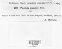 Puccinia graminis image